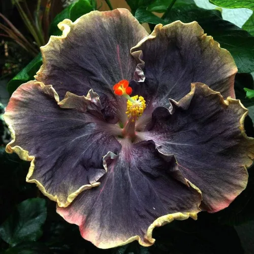 Miniatura 5 de 20 semillas raras de hibisco negro, rosa, morado, "arco iris negro", flores gigantes, semillas tropicales, semillas de hibisco para plantas en maceta