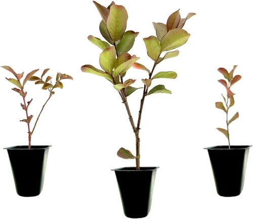 Crape Myrtle - Sundae de frambuesa | 3 plantas vivas | Flores rojas y rosas de doble color, planta viva, impresionante arbusto ornamental bicolor