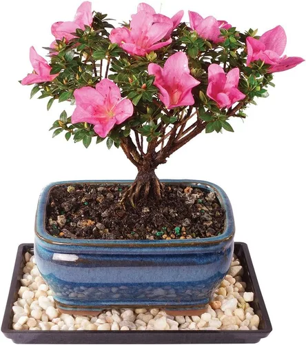 Miniatura 14 de Brussel's Bonsai Live Satsuki Azalea - Árbol bonsái floreciente - Grande, 8 años de edad, 10 a 14 pulgadas - Maceta de cerámica para bonsái