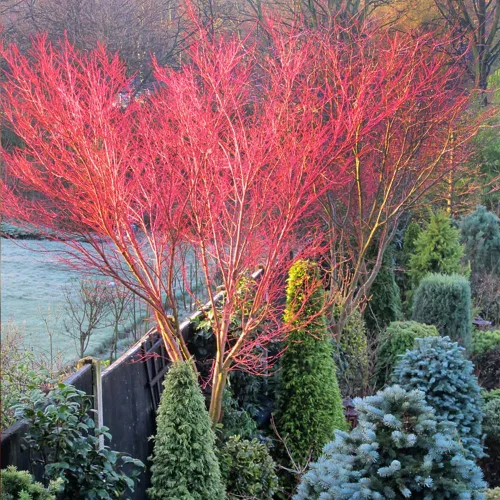 Miniatura 5 de El arce verde japonés Sango Kaku, arce de corteza de coral, tolerante a la sequía, hojas verdes, 1 gal. maceta de cultivo
