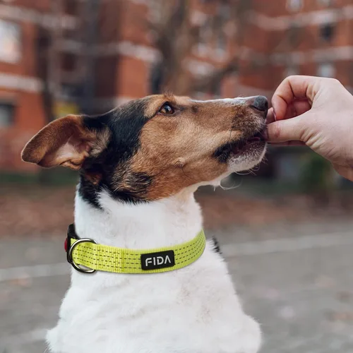 Miniatura 5 de Fida Collar reflectante para perro, collares de nailon para perros con colores neón para perros pequeños, medianos y grandes, de alta visibilidad