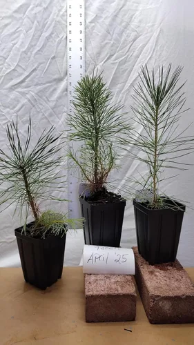 Miniatura 6 de Pino negro japonés Árbol de 1 año en maceta de vivero. Pinus thunbergii. Pino Thunbergiana. Pino verde. Listo para paisaje o bonsái