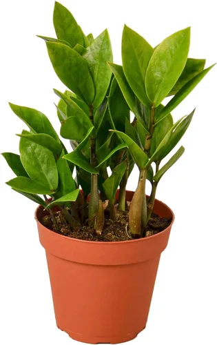 Miniatura 29 de Planta de serpiente Laurentii Sansevieria Trifasciata Planta viva para interior Diferentes plantas de interior en maceta de 4 y 6 pulgadas