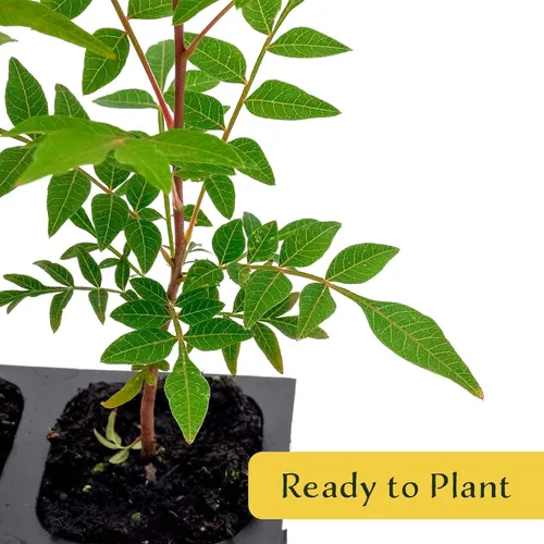 Miniatura 6 de 1 árbol de pistache chino Árbol joven vivo en cubo de vivero de 2.5 pulgadas Variedad Pistacia Chinensis Toldos de sombra caducifolios