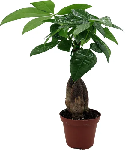 Miniatura 3 de Árbol de dinero retorcido - Pachira - Maceta de 3" - Tendencia