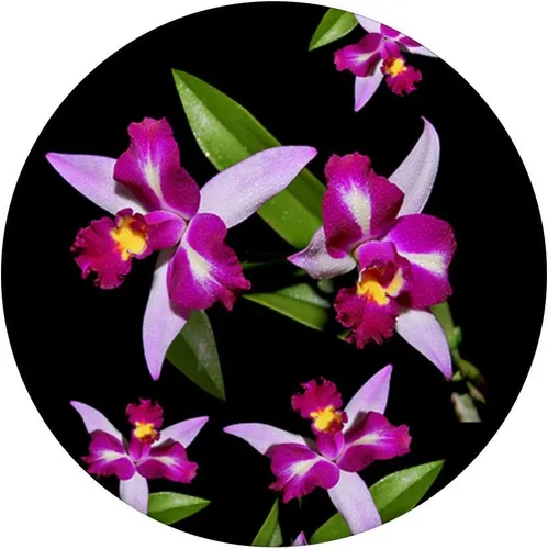 Miniatura 5 de Orquídea - Soporte para teléfonos y tabletas, Negro