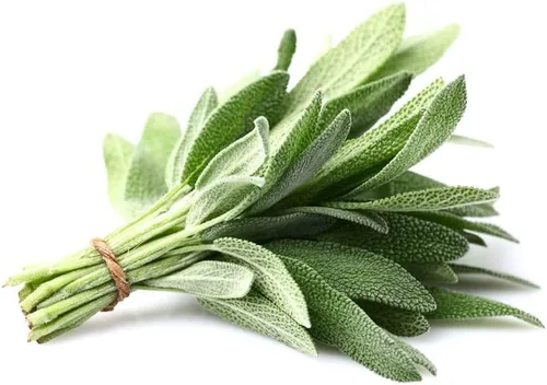 Miniatura 2 de Hoja ancha de salvia (50 semillas)