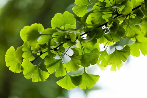 Miniatura 5 de 10 semillas de hierba de fruta de naranja de otoño de Ginkgo BILOBA árbol de culantrillo amarillo