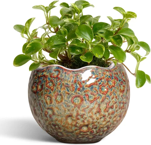 Miniatura 32 de Macetas de Cerámica Thirtypot - Maceta de 4 Pulgadas con Agujero de Drenaje, Macetas Pequeñas para Plantas de Interior y Exterior, Maceta Redonda