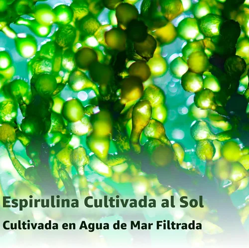 Miniatura 5 de Micro Ingredients Suplemento orgánico de espirulina, 720 tabletas (suministro para 4 meses), sin relleno y sin OMG, rico en proteínas veganas