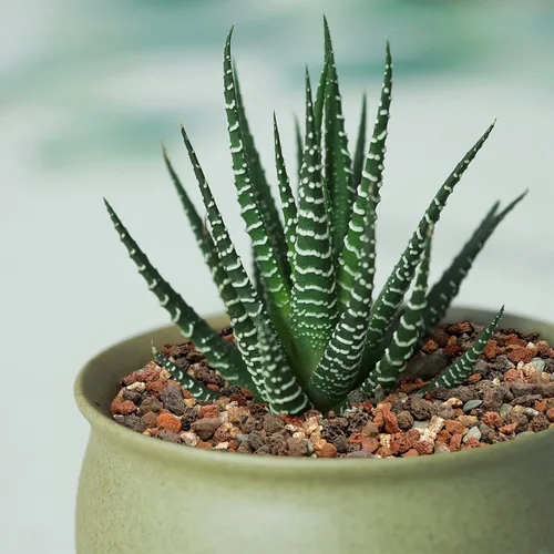 Miniatura 4 de Mezcla de Piedras de Lava Hortícolas Guijarros - Rocas Granuladas Decorativas para Paisajismo, Enmienda de Suelo de Piedra Pómez para Macetas