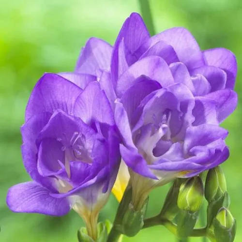 Votaniki Bombillas dobles de fresia azul, flores de larga duración, bulbos de flores de fresia perennes para jardinería, fresia floreciente de