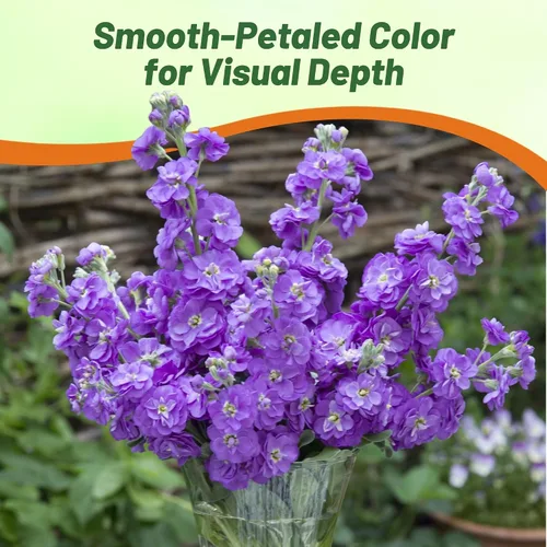 Miniatura 6 de Outsidepride Ten Week Blue Mattiola Stock Seeds – 1000 semillas anuales de flores para plantar con flores fragantes que atraen a los polinizadores