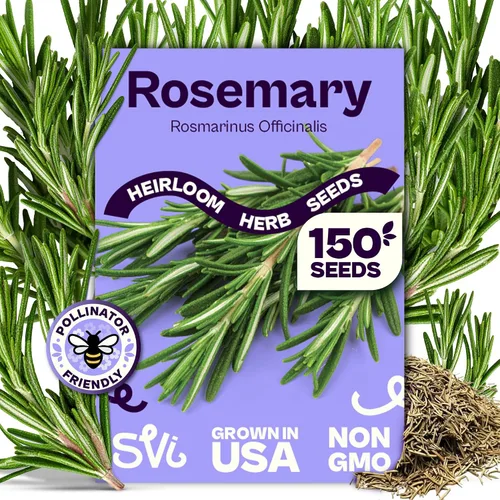 Miniatura 18 de SVI 2000 semillas de albahaca genovesa (Ocimum basilicum) - Paquetes de semillas de albahaca dulce - Semillas aromáticas de hierbas culinarias
