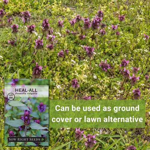 Miniatura 5 de Sow Right Seeds - Sanar todas las semillas para plantar - Prunella vulgaris autocurable - Hierba medicinal tradicional sin OMG - Cultiva tu propio