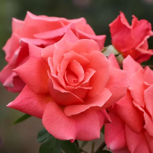 Miniatura 9 de Heirloom Roses Planta de rosas - Aliento de vida Albaricoque Rosal, rosas trepadoras, planta viva para plantar al aire libre