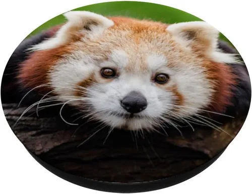 Miniatura 2 de Oso panda rojo animal raro de China PopSockets MagSafe PopGrip para iPhone