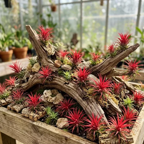 Miniatura 8 de Air Plants Live, 10 plantas de aire de Tillandsia rojas, plantas de interior vivas para cultivar en interiores y exteriores, de 2 a 3 pulgadas