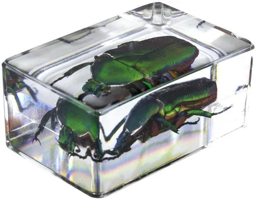 Miniatura 8 de Celestron Bugs 3D reales en resina transparente - Juego de 4 piezas incluye espécimenes de escorpión, cigarrilla, tejedor de orbes y escarabajos