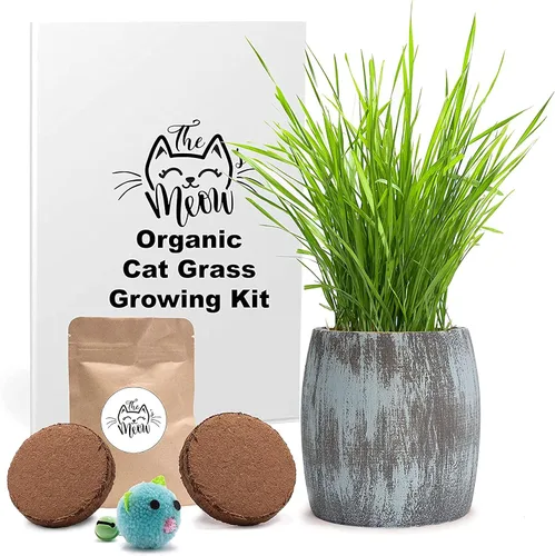 Kit de hierba para gatos de interior – Semillas orgánicas y tierra de mejor valor para 4 plantaciones, incluye juguete de regalo para gatos y