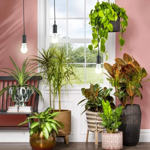 Miniatura 5 de Paquete de 2 bombillas LED de cultivo A19, bombilla de espectro completo para plantas, bombilla de cultivo E26 de 9 W que reemplaza hasta 80 W, luz