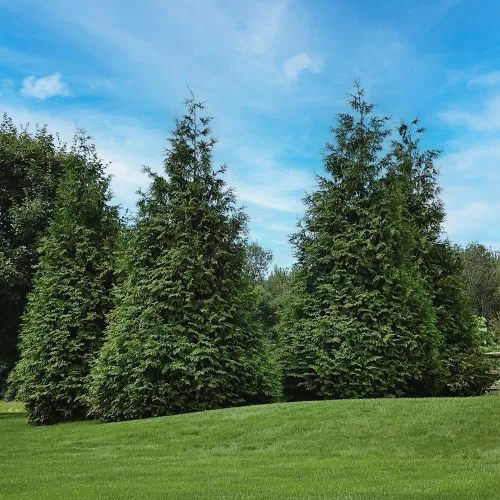 Miniatura 2 de Thuja Green Giant, árbol de sombra de crecimiento rápido, 12-18 pulgadas altura del árbol, 1 galón. Maceta de vivero