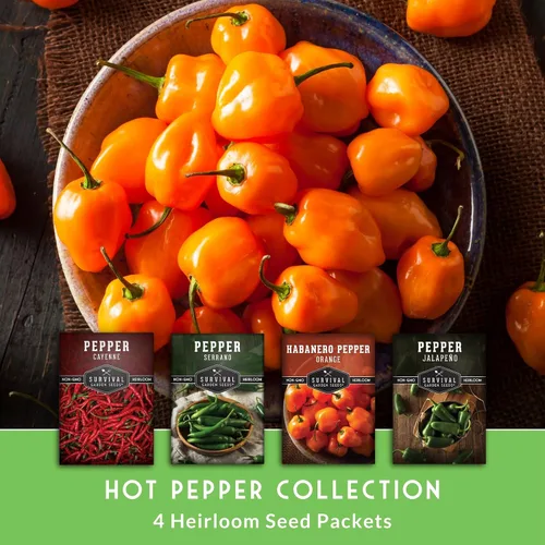 Miniatura 3 de Paquete variado de semillas de pimiento picante para plantar 4 variedades: jalapeño, serrano, cayena y habanero – chiles tradicionales picantes