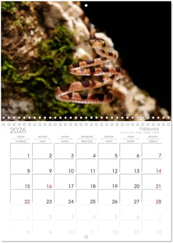 Miniatura 6 de REPTILES (calendario mensual de pared 2022 11.7 x 16.3 in (abierto)