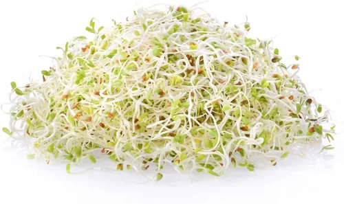 Miniatura 6 de Semilla de brote de alfalfa orgánico certificado – marca Handy Pantry – semillas de alta germinación comestibles - jardinería, cultivos