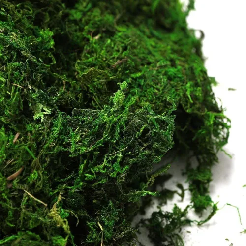 Miniatura 3 de Byher 92926 - Musgo de bosque, verde fresco, 8 onzas (200 pulgadas cúbicas)