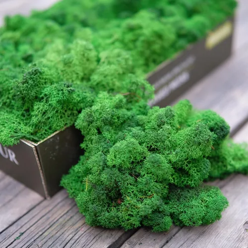 Miniatura 12 de Musgo de Reno Preservado Verde Natural Kit de Bricolaje Arte de Jardinería Decoración de Pared Decoración de Floristería Decoración de Mesa