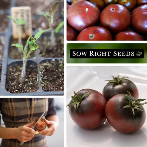 Miniatura 4 de Sow Right Seeds - Semillas de tomate púrpura Cherokee para plantar - Paquete de reliquia sin OMG con instrucciones para plantar un huerto casero