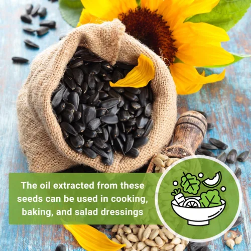 Miniatura 6 de Sow Right Seeds - Semillas de girasol Peredovik para plantar - Paquete de reliquia sin OMG con instrucciones para el cultivo - Flor solar negra rusa
