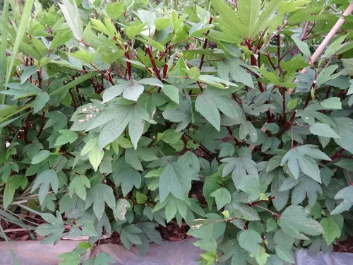 Miniatura 2 de TomorrowSeeds - Semillas de roselle de hibisco rojo - Más de 50 unidades - para plantar 2026 Hibiscus Sabdariffa Birmana Chin Baung Jamaica Hoja