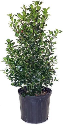Miniatura 12 de Ganadores probados - Ilex x meserveae Castle Spire (Acebo) Evergreen, 3 - Contenedor