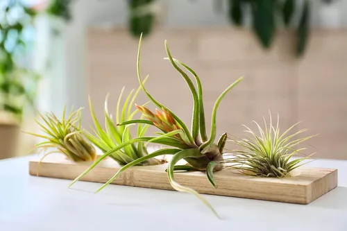 Miniatura 2 de Tillandsia Plantas de aire vivas de interior (paquete de 100), plantas de aire, recuerdos de fiesta a granel o recuerdos de boda, plantas vivas