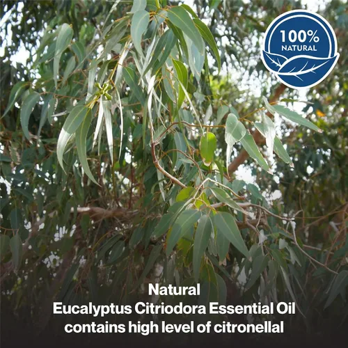 Miniatura 3 de uh*Roh*Muh Aceite esencial de eucalipto orgánico Citriodora Aceite esencial certificado por USDA 100% puro y natural Aceite esencial de alta