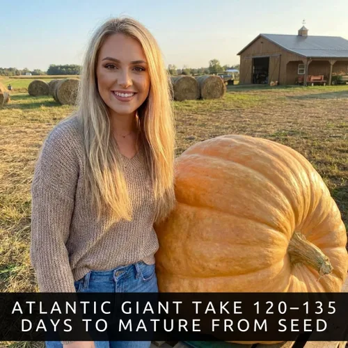 Miniatura 5 de La calabaza más grande del mundo 10 semillas Cultiva calabazas gigantes del Atlántico