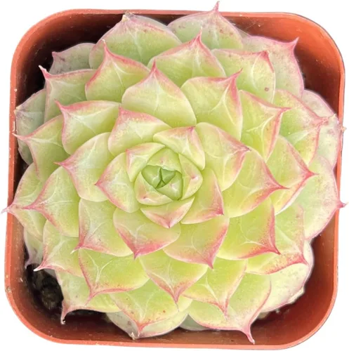 Miniatura 20 de Sprout N Green Sedum Dorado, Sedum adolphi, Mini suculenta viva totalmente enraizada en maceta de inicio de 2 pulgadas con mezcla de tierra, planta