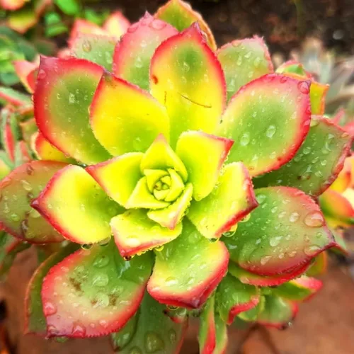 Green Aeonium - Planta viva suculenta en maceta de 4 pulgadas, planta viva suculenta de roseta para cultivo en interiores y exteriores