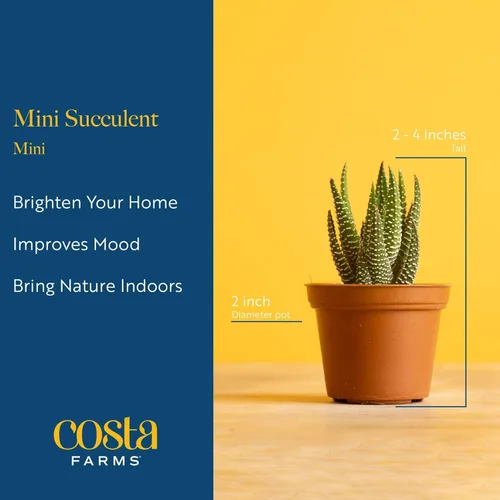 Miniatura 4 de Costa Farms Mini plantas suculentas vivas en macetas de plástico, suculentas de interior fáciles de mantener, plantas de interior para decoración