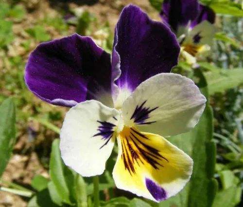 Miniatura 5 de 500 semillas de flores de viola Johnny Jump UP Helen Mount Tricolor Flower