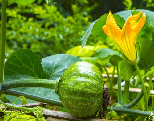 Miniatura 3 de TomorrowSeeds - Semillas de calabaza Kabocha - Más de 20 unidades - para plantar calabaza japonesa verde Hokkaido Ebisu asiático Tetsukabuto
