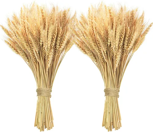 Miniatura 10 de Tallos de trigo seco de 17.7 pulgadas, 100 tallos de flores secas 100% trigo natural para el hogar, cocina, oficina, arreglo floral, mesa de boda