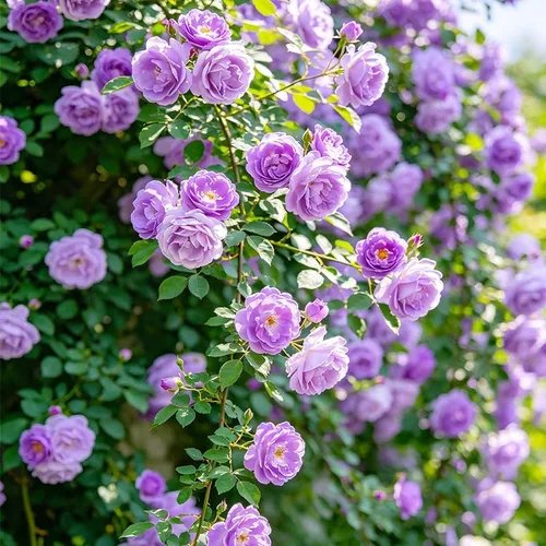 Miniatura 3 de Más de 120 semillas de rosas de colores para plantar, semillas de plantas tradicionales no transgénicas, atraen abejas y mariposas