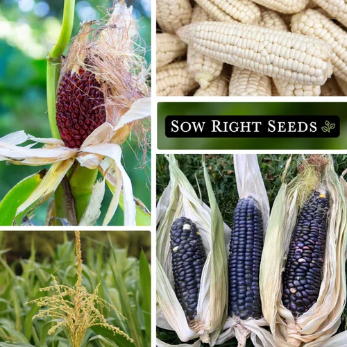 Miniatura 4 de Sow Right Seeds - Colección de semillas de maíz raras para plantar - Variedades de palomitas de maíz, hopi azul y nogal blanco King - Paquetes