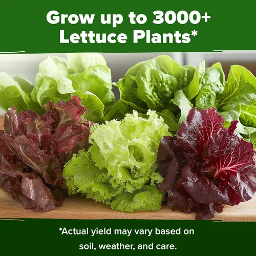 Miniatura 6 de HOME GROWN Paquete de 5 Semillas de Lechuga 3950 Semillas de Vegetales Reliquia para Cultivo Interior, Exterior o Hidropónico Variedades Simpson