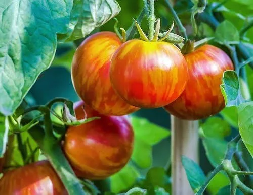 Miniatura 3 de Más de 30 semillas gigantes de tomate Mr. Stripey de 1-2 libras, sin OMG, bajas en ácido, indeterminadas, polinizadas abiertas, sabor rico