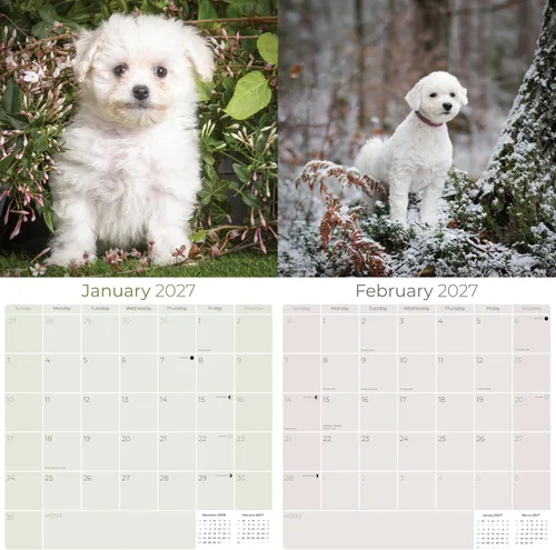 Miniatura 2 de Razas de Perros 2017 BICHON FRISE
