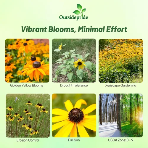 Miniatura 2 de Outsidepride Black Eyed Susan Rudbeckia Seeds - Semillas de flores perennes, fáciles de cultivar y auto-siembradas para plantar flores amarillas